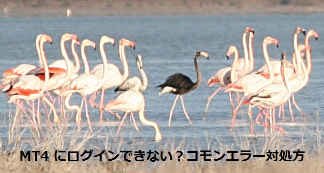 black_flamingo.jpg