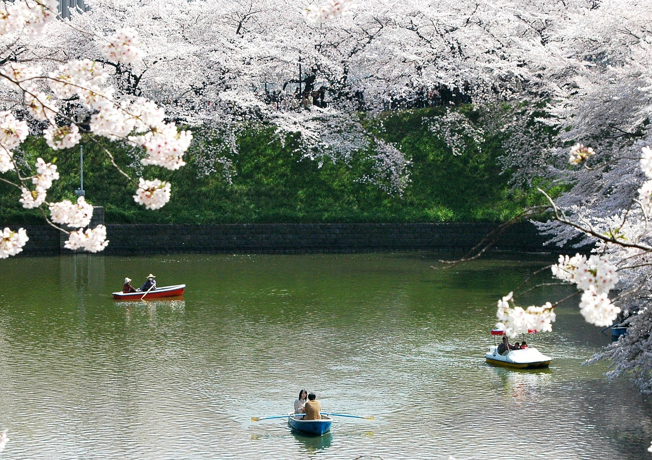 chidori-is-the-cherry-blossoms-177243_1280.jpg